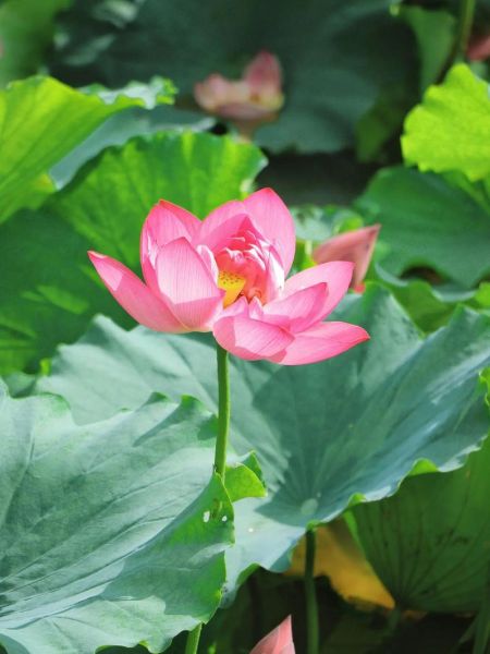 长焦镜头是什么意思_长焦镜头适合拍什么-第2张图片-星辰妙记 长焦镜头是什么意思_长焦镜头适合拍什么-第2张图片-星辰妙记