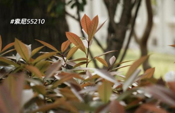 索尼无线镜头怎么用_索尼无线镜头值得买吗-第3张图片-星辰妙记