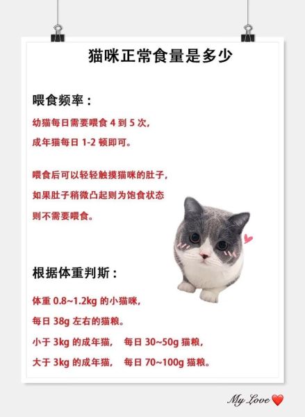 小猫咪怎么养_小猫咪爱吃什么-第2张图片-星辰妙记 小猫咪怎么养_小猫咪爱吃什么-第2张图片-星辰妙记