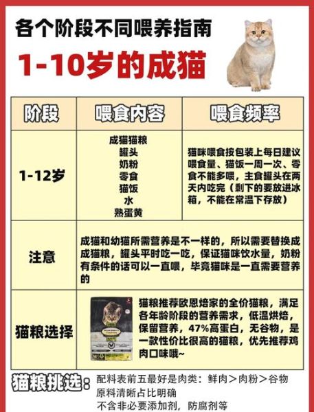 小猫咪怎么养_小猫咪爱吃什么-第1张图片-星辰妙记 小猫咪怎么养_小猫咪爱吃什么-第1张图片-星辰妙记