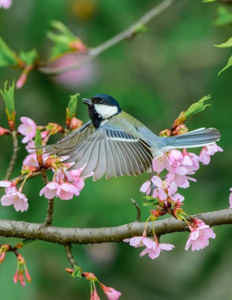 尼康打鸟镜头推荐_打鸟用什么尼康镜头好-第2张图片-星辰妙记 尼康打鸟镜头推荐_打鸟用什么尼康镜头好-第2张图片-星辰妙记