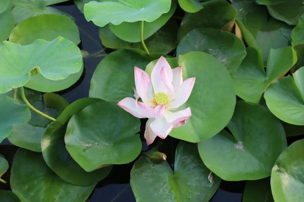 如何下载小镜头_小镜头下载后怎么安装-第2张图片-星辰妙记 如何下载小镜头_小镜头下载后怎么安装-第2张图片-星辰妙记