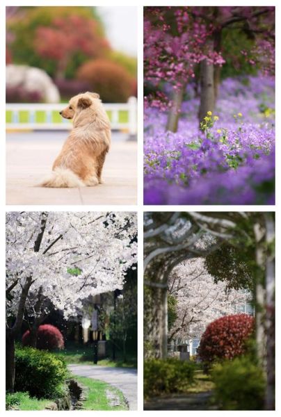 森养镜头官网正品怎么买_森养镜头保修政策详解-第1张图片-星辰妙记 森养镜头官网正品怎么买_森养镜头保修政策详解-第1张图片-星辰妙记