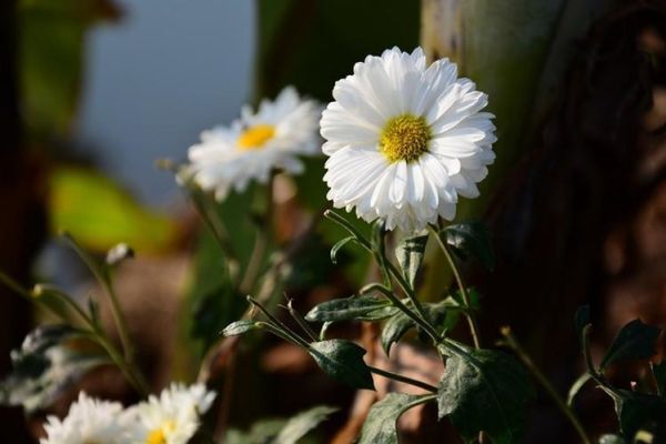 18-105镜头适合拍什么_18-105镜头画质好吗-第3张图片-星辰妙记 18-105镜头适合拍什么_18-105镜头画质好吗-第3张图片-星辰妙记