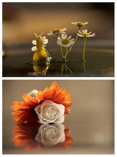 微距镜头怎么选_微距镜头推荐哪款-第2张图片-星辰妙记 微距镜头怎么选_微距镜头推荐哪款-第2张图片-星辰妙记