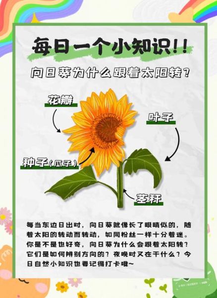 向日葵为什么总是向着太阳_向日葵的花语是什么-第1张图片-星辰妙记 向日葵为什么总是向着太阳_向日葵的花语是什么-第1张图片-星辰妙记