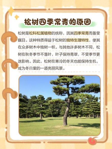 一棵松树能活多久_松树为什么四季常青-第1张图片-星辰妙记 一棵松树能活多久_松树为什么四季常青-第1张图片-星辰妙记