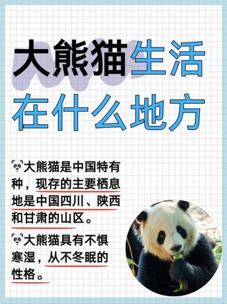 熊猫为什么被视为国宝_熊猫的生活习性有哪些-第2张图片-星辰妙记 熊猫为什么被视为国宝_熊猫的生活习性有哪些-第2张图片-星辰妙记