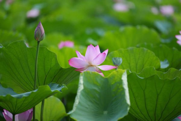 70200镜头适合拍风景吗_70200镜头风景拍摄技巧-第2张图片-星辰妙记 70200镜头适合拍风景吗_70200镜头风景拍摄技巧-第2张图片-星辰妙记