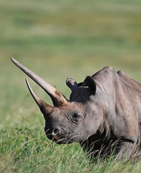 犀牛是哺乳动物吗_犀牛为什么濒危-第1张图片-星辰妙记