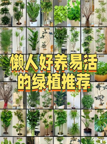 植物怎么养才能不黄叶_适合新手养的植物有哪些-第2张图片-星辰妙记