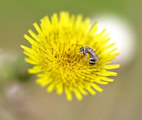 微距镜头适合拍什么_微距镜头拍摄题材推荐-第1张图片-星辰妙记