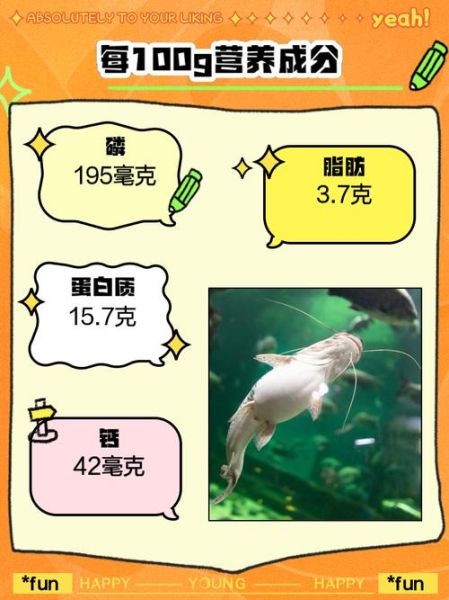 孕妇能吃鲶鱼吗_鲶鱼对孕妇的好处与禁忌-第1张图片-星辰妙记