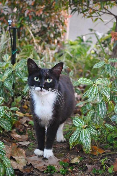 218镜头适合拍什么_218镜头画质怎么样-第2张图片-星辰妙记