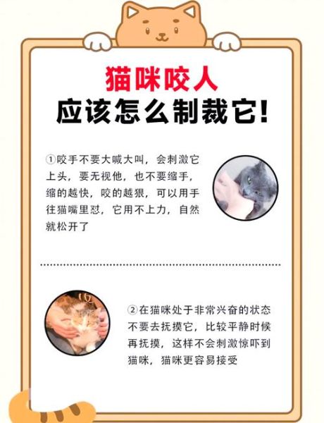 猫咪为什么掏镜头_如何阻止猫抓相机-第2张图片-星辰妙记 猫咪为什么掏镜头_如何阻止猫抓相机-第2张图片-星辰妙记