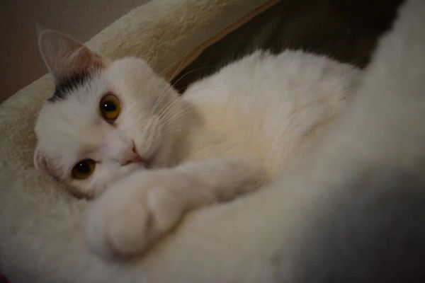 猫咪为什么掏镜头_如何阻止猫抓相机-第3张图片-星辰妙记 猫咪为什么掏镜头_如何阻止猫抓相机-第3张图片-星辰妙记