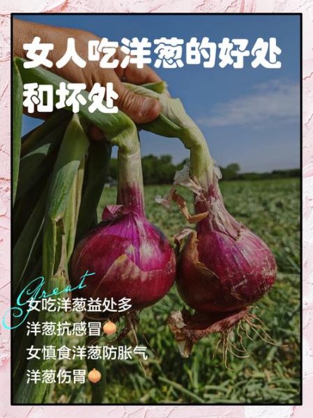孕妇能吃洋葱吗_怀孕初期吃洋葱安全吗-第1张图片-星辰妙记