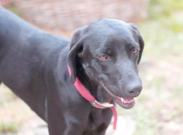 孕妇梦见黑狗是什么意思_孕妇梦见黑狗是生男生女-第2张图片-星辰妙记