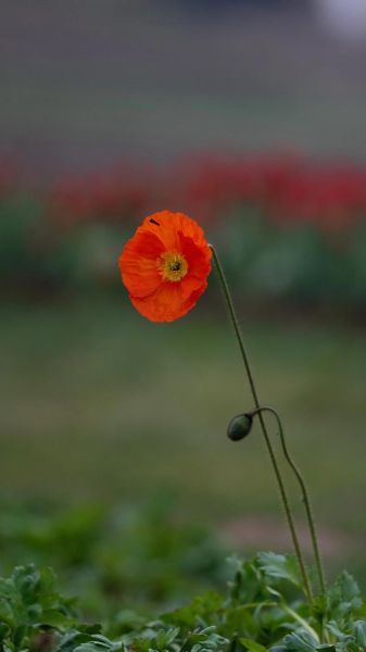 拍花镜头怎么选_拍花镜头推荐-第2张图片-星辰妙记