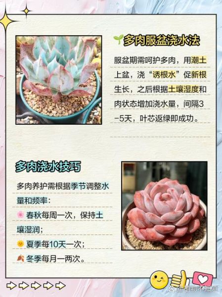 多肉植物怎么养_多肉多久浇一次水-第1张图片-星辰妙记 多肉植物怎么养_多肉多久浇一次水-第1张图片-星辰妙记