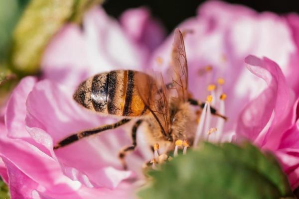 微距镜头怎么选_微距镜头拍什么最好看-第1张图片-星辰妙记 微距镜头怎么选_微距镜头拍什么最好看-第1张图片-星辰妙记