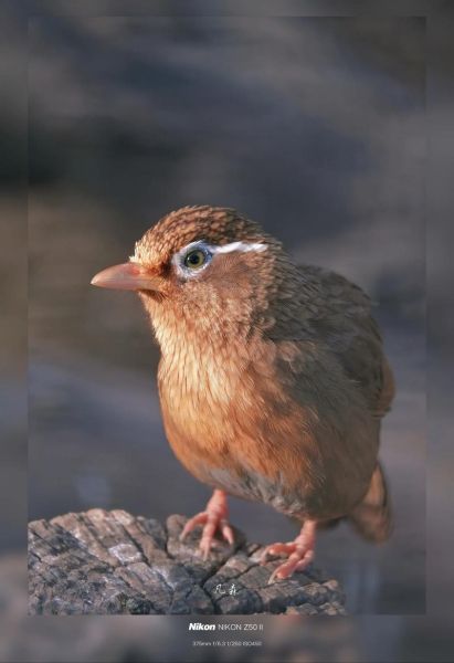 打鸟用什么镜头_打鸟镜头推荐-第3张图片-星辰妙记 打鸟用什么镜头_打鸟镜头推荐-第3张图片-星辰妙记