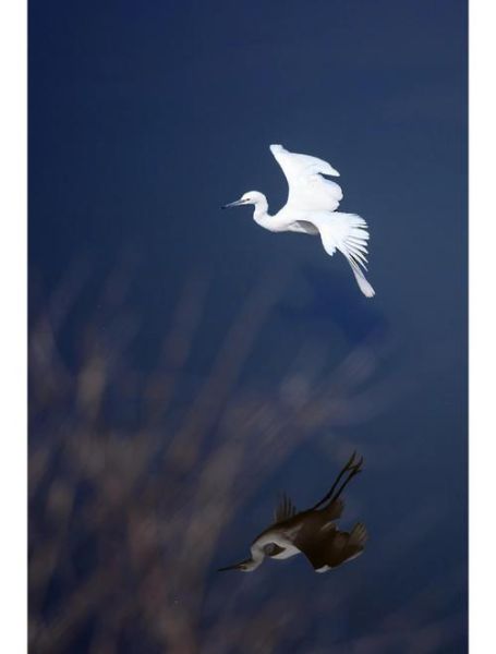 打鸟用什么镜头_打鸟镜头推荐-第2张图片-星辰妙记 打鸟用什么镜头_打鸟镜头推荐-第2张图片-星辰妙记