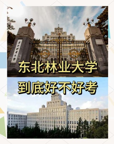 东北林业大学全国排名_报考价值-第2张图片-星辰妙记 东北林业大学全国排名_报考价值-第2张图片-星辰妙记