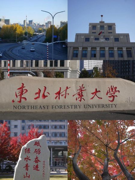 东北林业大学全国排名_报考价值-第1张图片-星辰妙记 东北林业大学全国排名_报考价值-第1张图片-星辰妙记