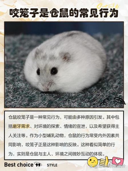 仓鼠为什么咬笼子_仓鼠咬笼子怎么办-第1张图片-星辰妙记 仓鼠为什么咬笼子_仓鼠咬笼子怎么办-第1张图片-星辰妙记