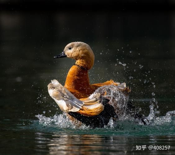 拍动物的镜头怎么选_动物摄影用什么焦段-第3张图片-星辰妙记 拍动物的镜头怎么选_动物摄影用什么焦段-第3张图片-星辰妙记
