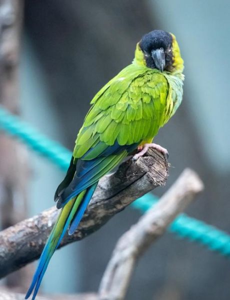 拍动物的镜头怎么选_动物摄影用什么焦段-第2张图片-星辰妙记 拍动物的镜头怎么选_动物摄影用什么焦段-第2张图片-星辰妙记