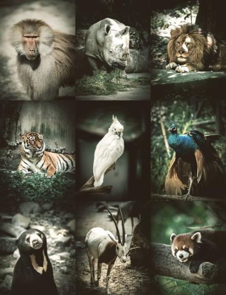 拍动物的镜头怎么选_动物摄影用什么焦段-第1张图片-星辰妙记 拍动物的镜头怎么选_动物摄影用什么焦段-第1张图片-星辰妙记