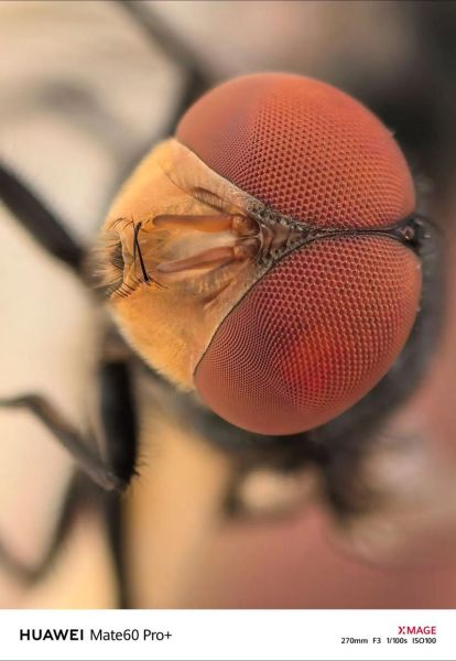 复眼镜头是什么_复眼镜头优缺点-第3张图片-星辰妙记