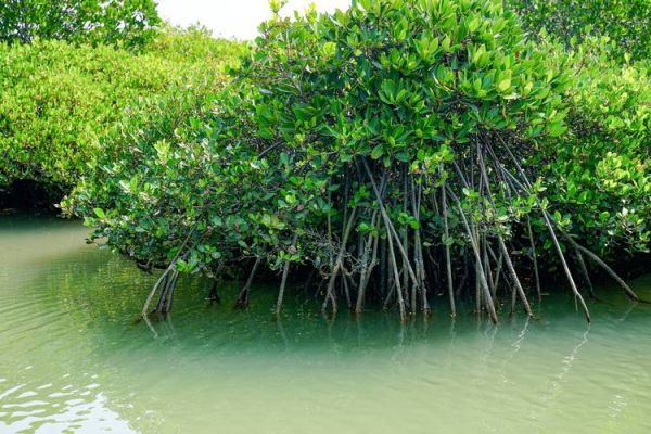 红树林有什么作用_红树林为什么重要-第2张图片-星辰妙记