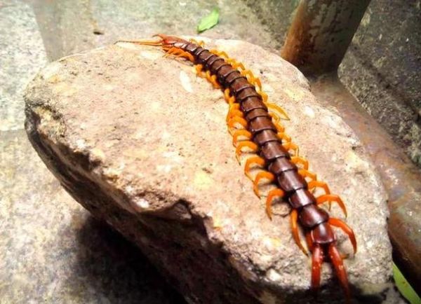 孕妇梦见蜈蚣是什么预兆_孕妇梦见蜈蚣生男生女-第1张图片-星辰妙记 孕妇梦见蜈蚣是什么预兆_孕妇梦见蜈蚣生男生女-第1张图片-星辰妙记