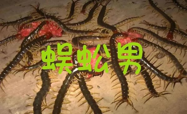 孕妇梦见蜈蚣是什么预兆_孕妇梦见蜈蚣生男生女-第2张图片-星辰妙记 孕妇梦见蜈蚣是什么预兆_孕妇梦见蜈蚣生男生女-第2张图片-星辰妙记