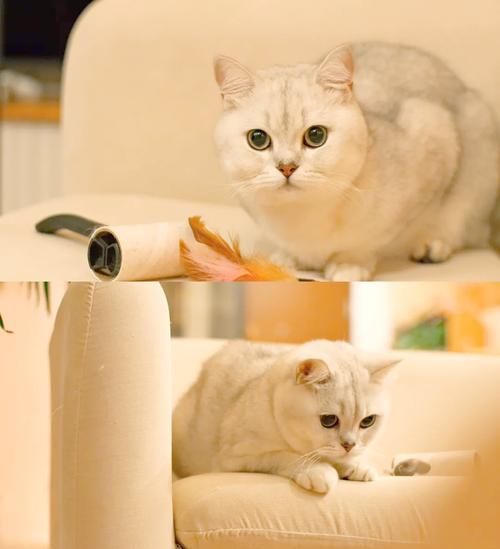 凤凰相机镜头怎么样_凤凰镜头适合拍什么-第2张图片-星辰妙记