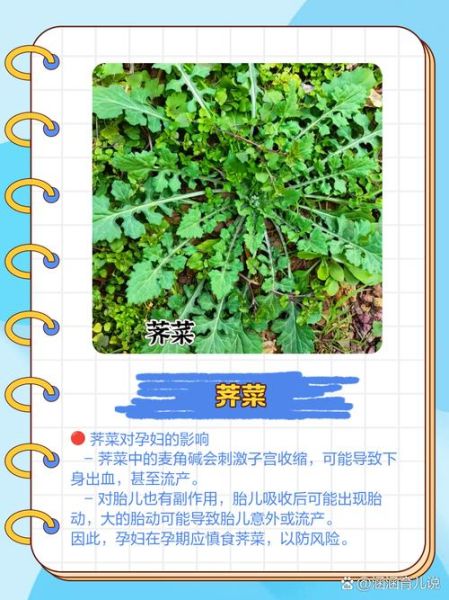 孕妇不能吃哪些蔬菜_孕期饮食禁忌-第3张图片-星辰妙记