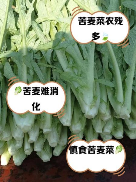 孕妇吃苦麦菜怎么办_对胎儿有影响吗-第1张图片-星辰妙记 孕妇吃苦麦菜怎么办_对胎儿有影响吗-第1张图片-星辰妙记