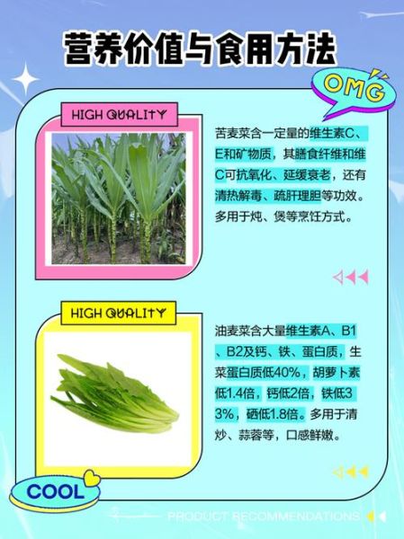 孕妇吃苦麦菜怎么办_对胎儿有影响吗-第3张图片-星辰妙记 孕妇吃苦麦菜怎么办_对胎儿有影响吗-第3张图片-星辰妙记