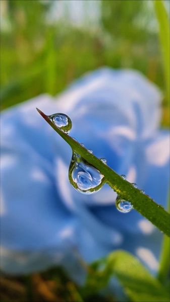 微距镜头怎么选_微距镜头适合拍什么-第3张图片-星辰妙记