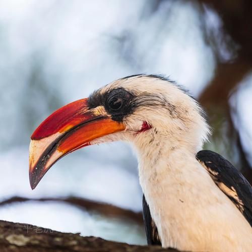 佳能远焦镜头推荐_哪款适合拍鸟-第2张图片-星辰妙记