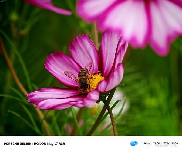 浅景深镜头怎么拍_浅景深镜头适合拍什么-第3张图片-星辰妙记