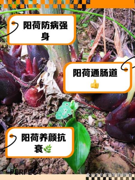 孕妇能吃阳荷吗_阳荷对孕妇有什么好处-第1张图片-星辰妙记