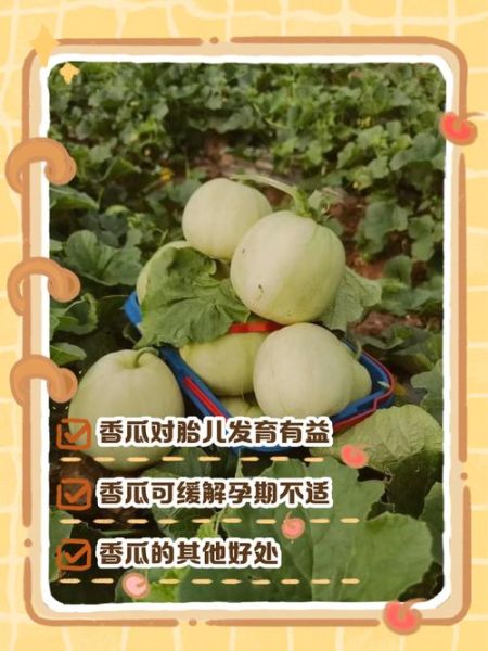 孕妇能吃香瓜吗_香瓜对胎儿有影响吗-第1张图片-星辰妙记