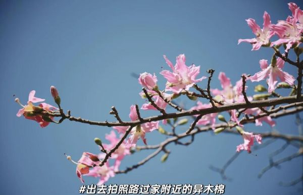 15-85镜头怎么样_适合拍什么题材-第2张图片-星辰妙记