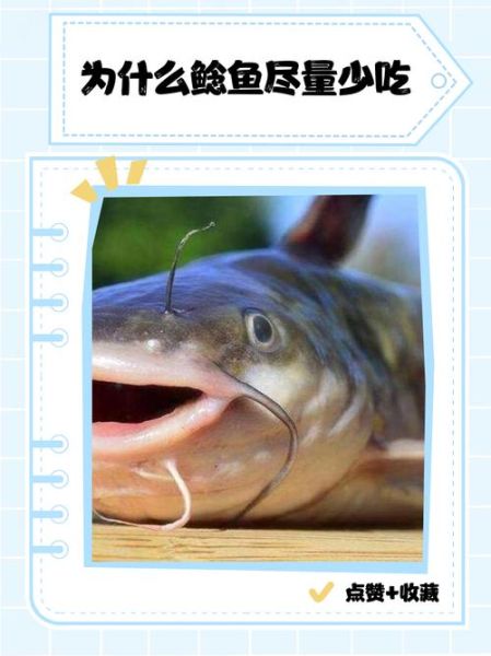 鲶鱼孕妇可以吃吗_孕妇吃鲶鱼注意事项-第3张图片-星辰妙记