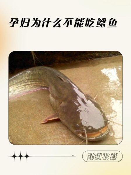 鲶鱼孕妇可以吃吗_孕妇吃鲶鱼注意事项-第2张图片-星辰妙记