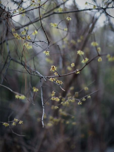80mm镜头适合拍什么_80mm镜头虚化效果好吗-第3张图片-星辰妙记